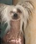 Cameo's Cast A Spell By Gypsy Chinese Crested