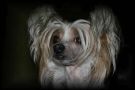 Silhouette's Prime Time Chinese Crested