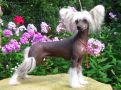 Angel O' Check Il De Bote. Chinese Crested