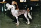 Moonswift Perfect Picture Chinese Crested