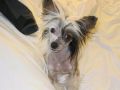 Srperlas Easy To Love Chinese Crested