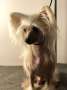 Speechless Spotlights On Me Chinese Crested