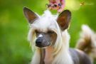 Ever Clever Winning Smile Chinese Crested