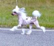Vrsen Ice Queen Chinese Crested