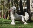 Valanyan Devil-may-care Chinese Crested