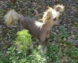 Blanch-O's The Lion King Chinese Crested
