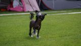 Westfire's A Minute To Midnight Chinese Crested