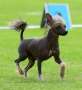 Zanevi's Lord M in M Chinese Crested