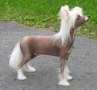 Stormblstens Full Moon Madness Chinese Crested