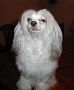 Royal Baroness Against All Odds Chinese Crested