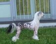 Moonswift Mystic Man Chinese Crested