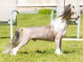 Crestilux Chubby Chum Chinese Crested