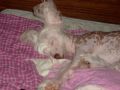 Sparrishoop Pink Angel Chinese Crested