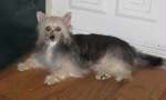 Jewels Little Miracle Chinese Crested