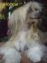 Norri Chinese Crested