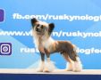 Angel O' Check Enisei Syn Russii Chinese Crested