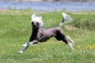 Horizons Bare It All Leela Chinese Crested