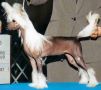 Pufn'stuf's Too Hot To Handle Chinese Crested