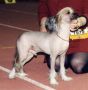 Py's Lazer Chinese Crested