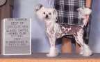 Absolutely N'Co. Chinese Crested