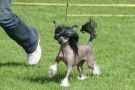 Sandfield's Khahomi Chinese Crested