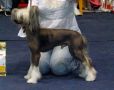 The Unique Limited at N'Co Chinese Crested