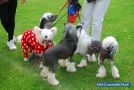 Madame Butterfly Galus Chinese Crested