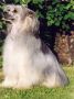 Zucci Distinctly Defined Chinese Crested