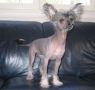 Rucinan Lissu Chinese Crested