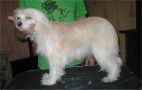 Kroog's Lolita Chinese Crested