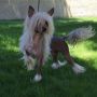 Heaven Sent's Let It Ride Chinese Crested