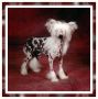 Dragon Dancing of Roxy's Pride Chinese Crested