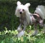 Showplace Massive Success Chinese Crested