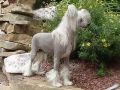 Moptop Woodlyn Champagne Music Chinese Crested