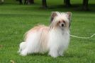 Joyway's Queen Nefertiti Chinese Crested