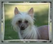 Sunberry's Paint The Town Chinese Crested