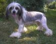 Candy Monteka Chinese Crested