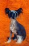 Razzmatazz Valid Wager Chinese Crested