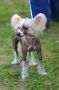 Gallaktik Demir Chanel Chinese Crested
