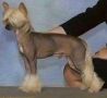 Richlin Go Hy On The Mountain Chinese Crested