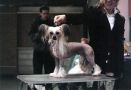 Zhannel's Hot N Sexy Chinese Crested