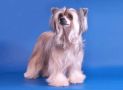 Irgen Gold Elza Ocean Chinese Crested
