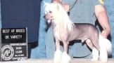Whispering Ln Color Of Money Chinese Crested