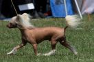 Windy Willow's Brousse du Rove Chinese Crested