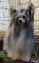 Anaisse Mon Amour Sensiamore Chinese Crested