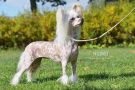 Drmtorpet's Miss Li Rock For A Day Chinese Crested