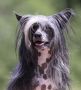 Ebony And Ivory Of The Queens Club Chinese Crested