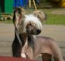 Crested Style Columbia Pictures Chinese Crested