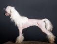 Star Level right here right now Chinese Crested