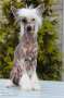 Mimi Dog Doll Charisma Chinese Crested